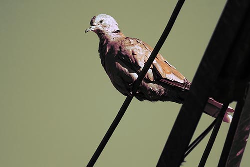 Collared Dove Perched Atop Wire