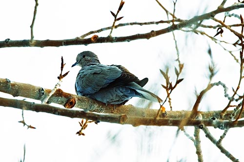 Collared Dove Sitting Atop Tree Branch