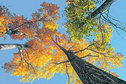 Colorful Towering Autumn Trees Among Clear Sky