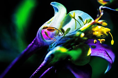Flower Pictures
