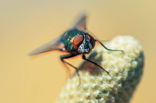 Confused Blow Fly Tilts Head Atop Coneflower