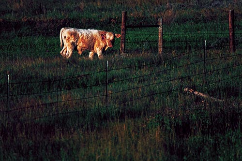 Cow Glances Sideways Beside Barbed Wire Fence