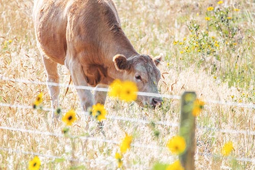 Cow Snacking On Grass Behind Fence