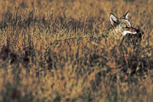 Coyote Running Through Tall Grass