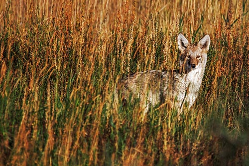 Coyote Watches Among Feather Reed Grass