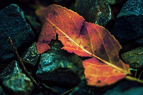 Cracked Soggy Leaf Face Rests Among Rocks