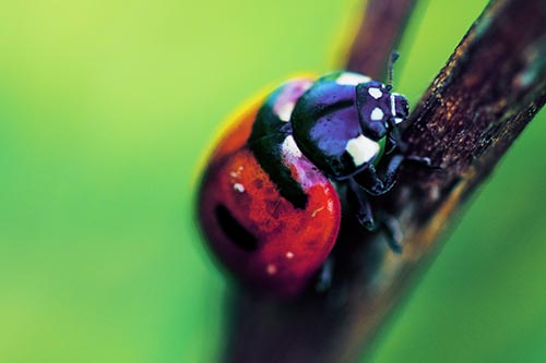 Crawling Ladybug Climbing Up Plant Stem