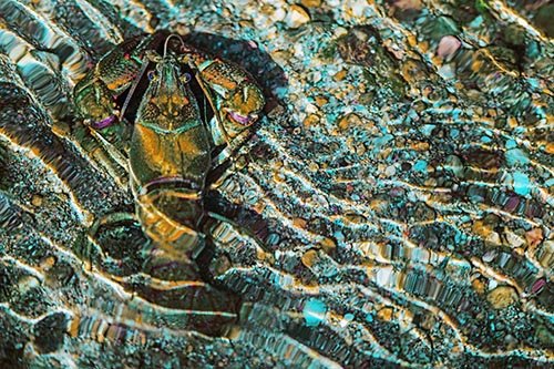 Crayfish Holds Onto Riverbed Floor Among Rippling Water