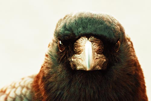 Creepy Close Eye Contact With A Crow