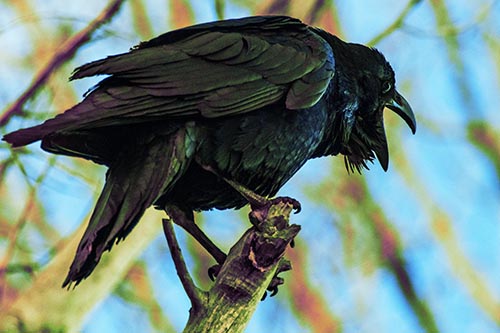 Croaking Raven Perched Atop Broken Tree Branch