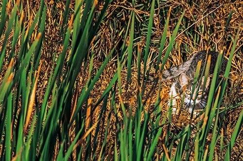Crouching Cat Hunting Among Tall Reed Grass