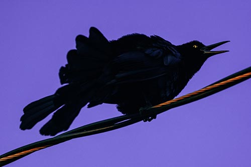 Crouching Great Tailed Grackle Squeaking Atop Cable