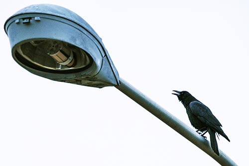 Crow Cawing Atop Sloping Light Pole