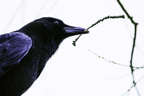 Crow Clasping Stick Among Tree Branches