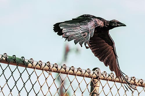 Crow Pictures