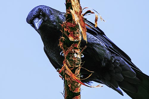 Crow Glaring Downward Atop Peeling Tree Branch