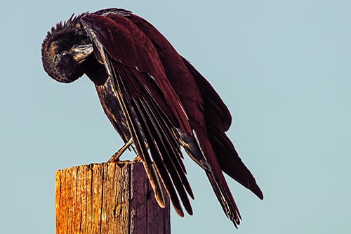 Crow Grooming Wing Atop Wooden Post