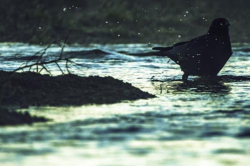 Crow Splashing River Water