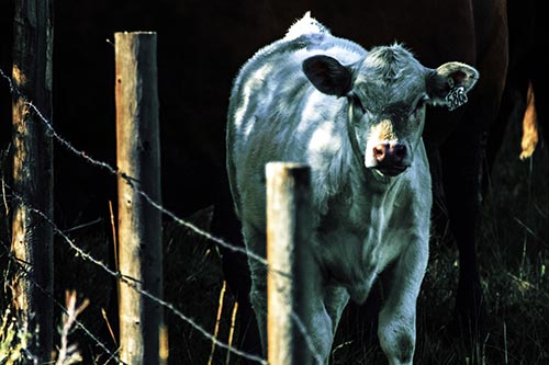 Curious Cow Calf Making Eye Contact