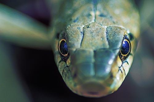 Curious Garter Snake Makes Direct Eye Contact