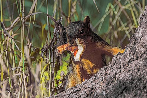 Curious Pizza Crust Squirrel