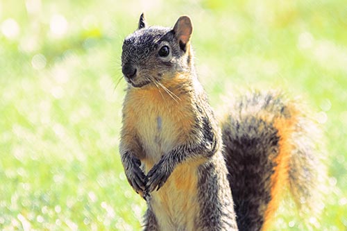 Curious Squirrel Standing On Hind Legs