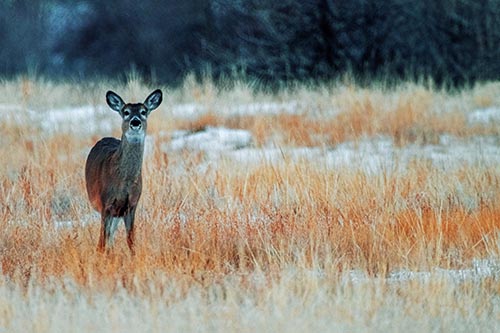 Curious White Tailed Deer Watching Among Snowy Field