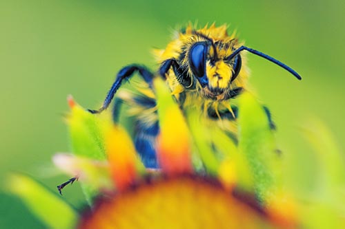 Damp Honey Bee Crawling Over Blanket Flower