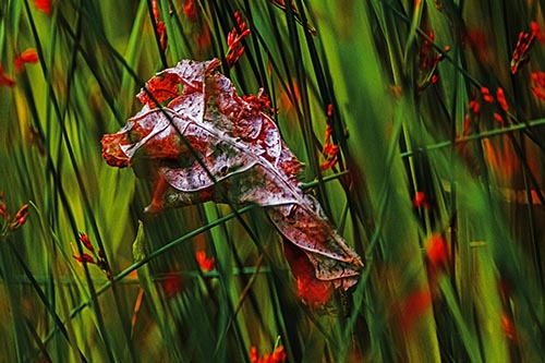 Dead Decayed Leaf Rots Among Reed Grass