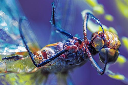 Dragonfly Pictures