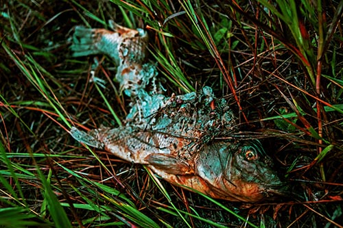 Decaying Salmon Fish Rotting Among Grass
