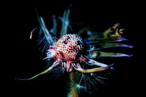 Flower Pictures