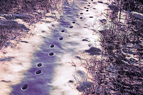 Deep Snow Animal Footprint Markings