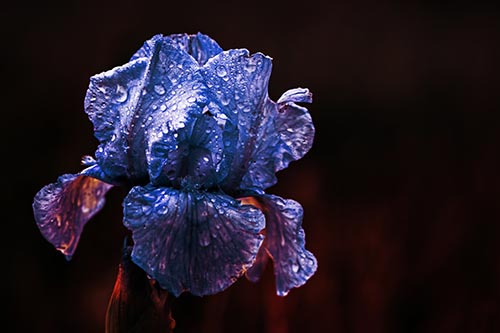 Dew Face Appears Among Wet Iris Flower