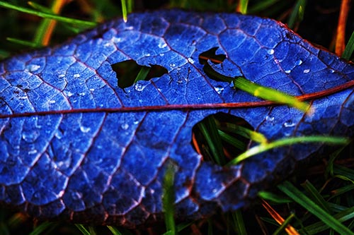 Leaf Pictures