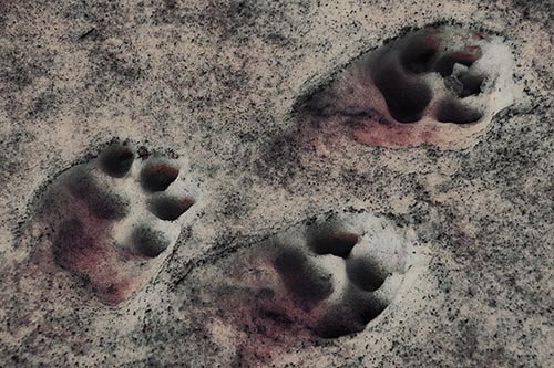 Dirty Dog Footprints In Snow