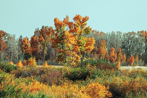 Distant Autumn Trees Changing Color Among Horizon