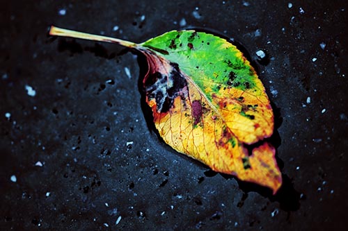 Leaf Pictures