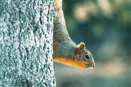 Downward Squirrel Yoga Tree Trunk