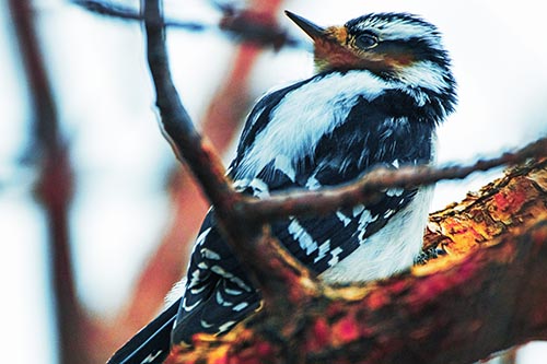 Downy Woodpecker Twists Head Backwards Atop Branch