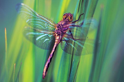 Dragonfly Grabs Grass Blade Batch