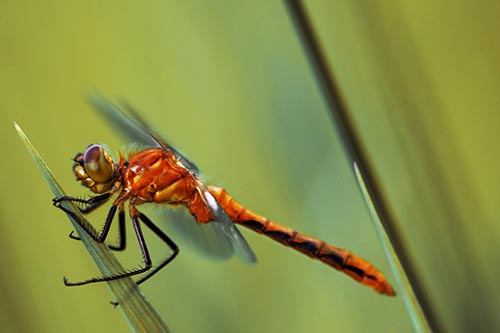 Dragonfly Perched Atop Sloping Grass Blade