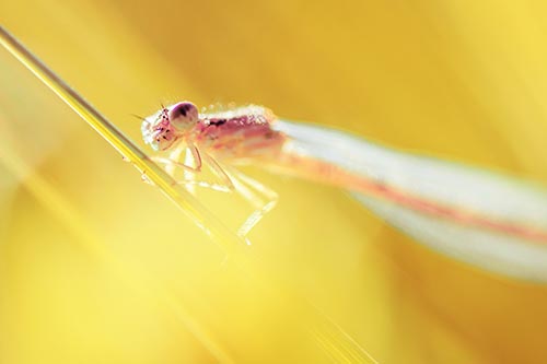 Dragonfly Rides Grass Blade Among Sunlight