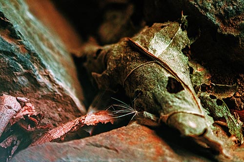 Leaf Pictures