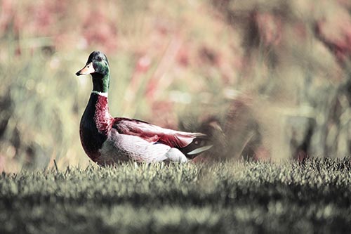 Duck On The Grassy Horizon