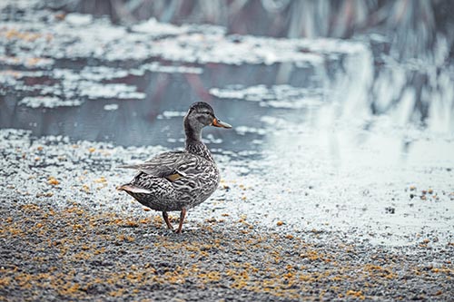 Duck Walking Through Algae For A Lake Swim