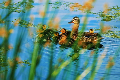 Ducklings Surround Mother Mallard