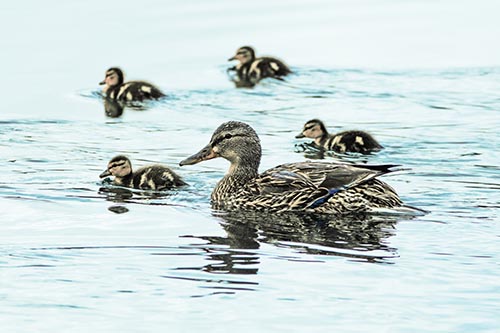 Ducklings Swim Along Mother Mallard Duck