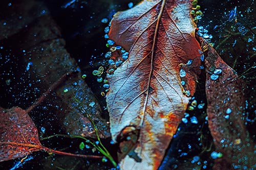 Fallen Autumn Leaf Face Rests Atop Ice