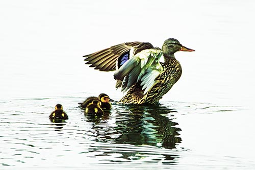 Family Of Ducks Enjoying Lake Swim